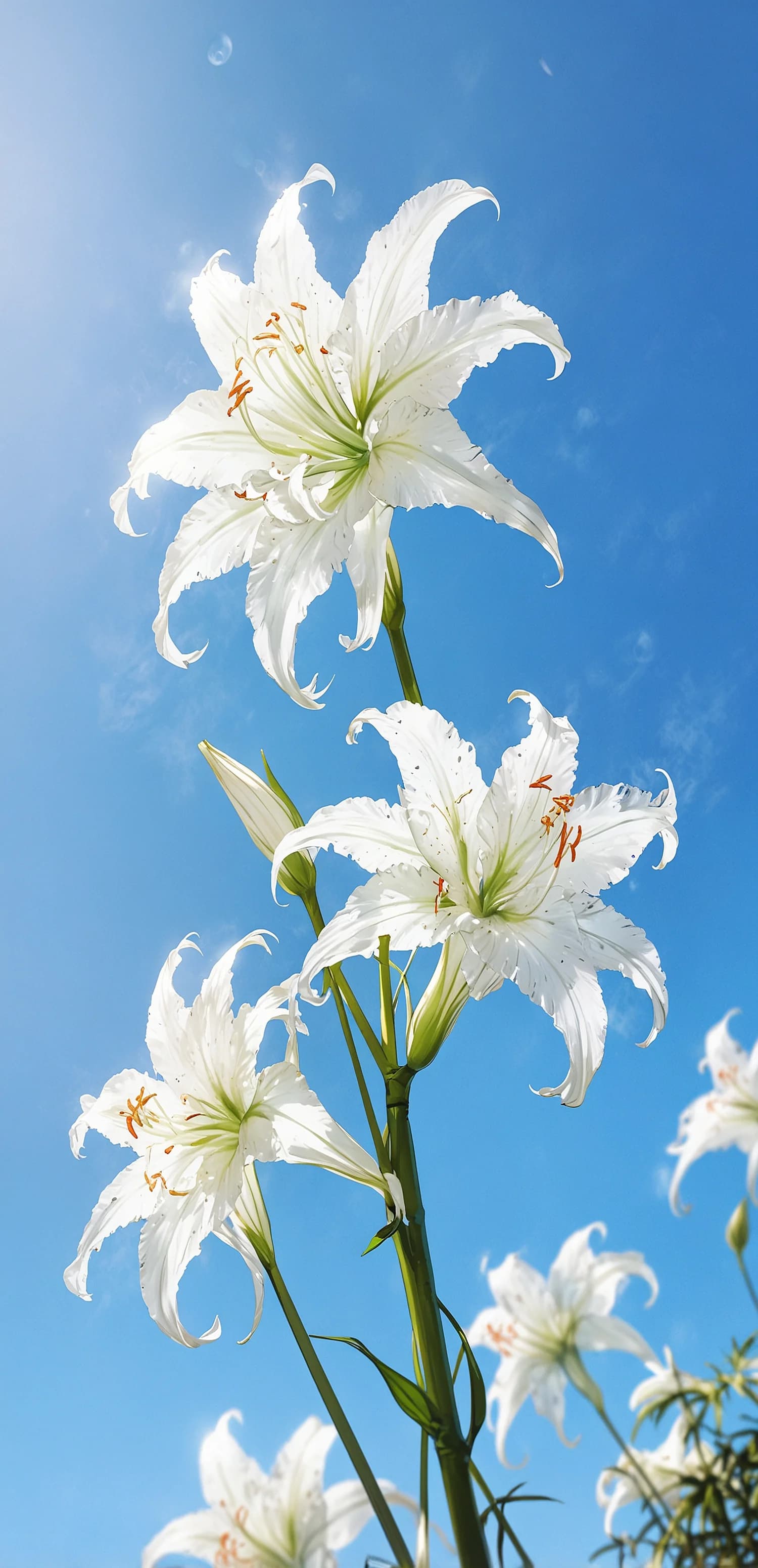 White Lilies Sky
