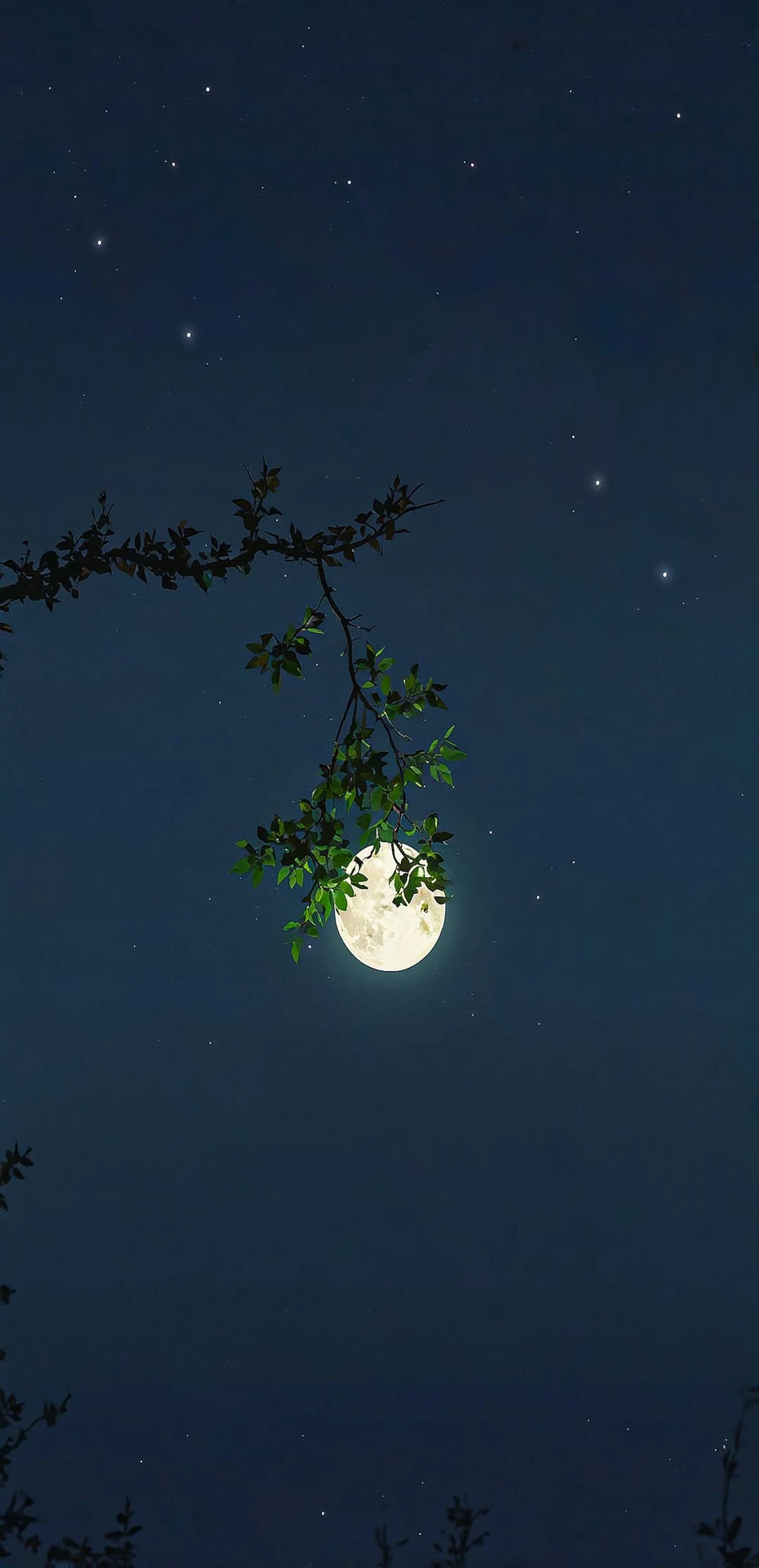 Moonlit Night Sky