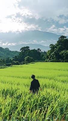Lush Rice Terraces wallpaper thumbnail