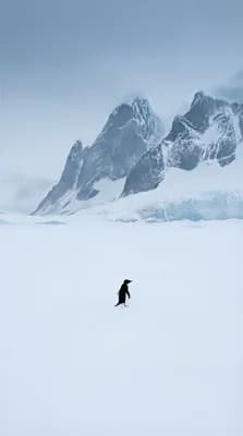 Lonely Penguin Walk wallpaper thumbnail