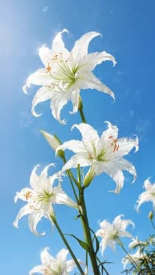 White Lilies Sky wallpaper thumbnail