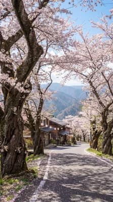 Cherry Blossom Road wallpaper thumbnail