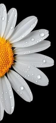 Floral wallpaper thumbnail