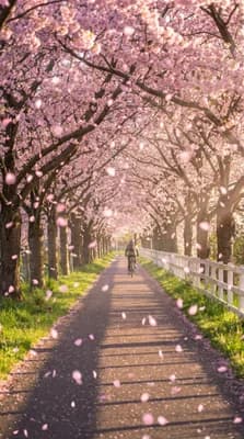 Cherry Blossom Ride wallpaper thumbnail