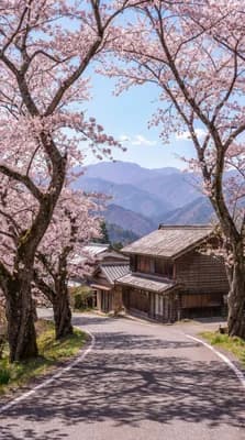 Cherry Blossom Lane wallpaper thumbnail