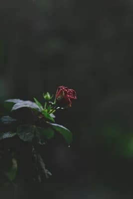 Floral wallpaper thumbnail