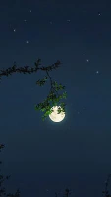 Moonlit Night Sky wallpaper thumbnail