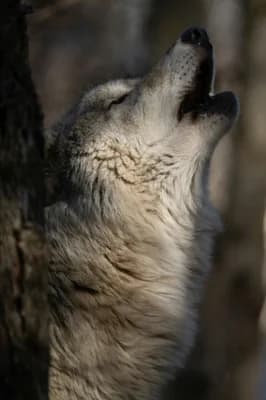 Wild Animal wallpaper thumbnail