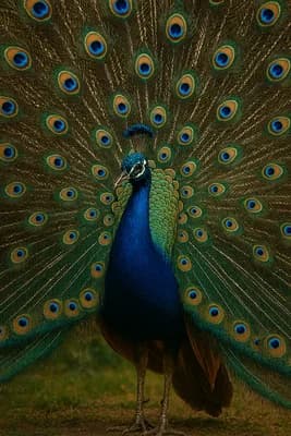 Peacocks Vibrant Display wallpaper thumbnail
