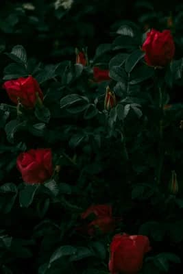 Floral wallpaper thumbnail